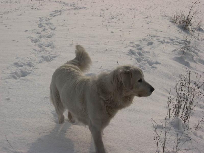 Foto: Gwen v zim�